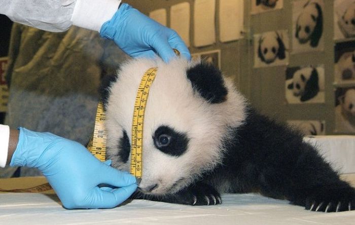 панда tai shan panda