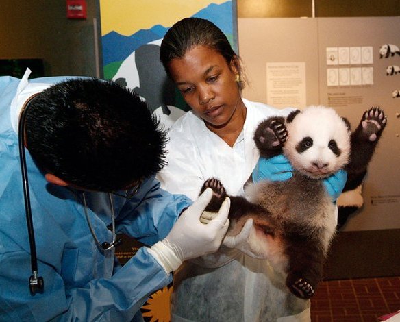 панда tai shan panda