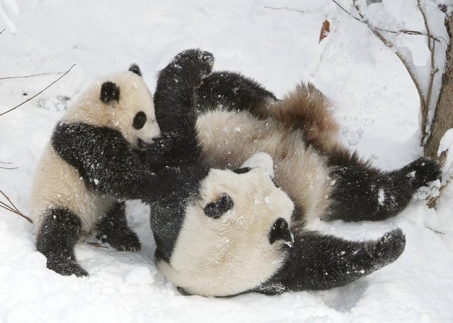 панда tai shan panda