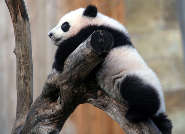 панда tai shan panda