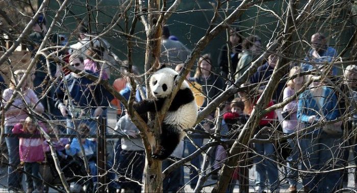 панда tai shan panda