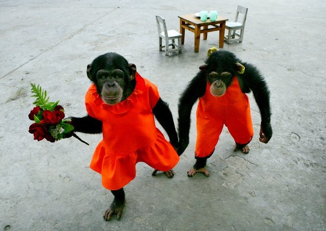 шимпанзе в цирке в сафари-парке Чунцин