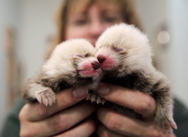 новорожденные малые красные панды