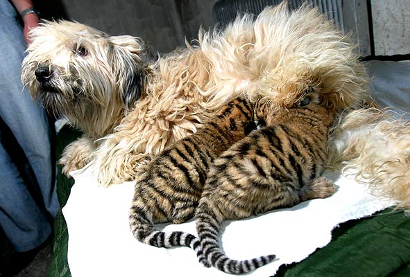 собака стала приемной матерью для двух тигрят