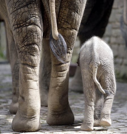 слоненок тика со своей мамой