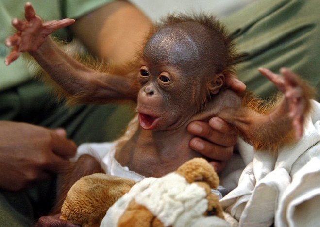 elmo-orangutan.jpg