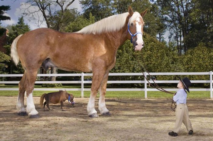 Cамый большой в мире конь по имени Радар по версии встретился с самой маленькой в мире лошадью по имени Тамбелина