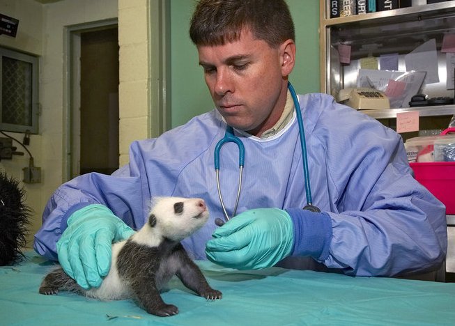 панда на обследовании у ветеринара
