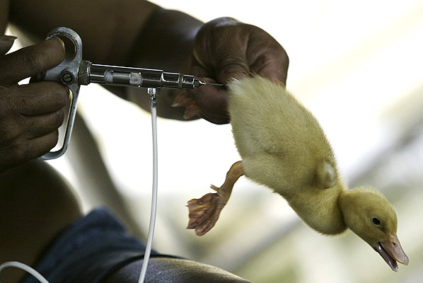Вакцинация уток на птицефабрике в районе Паню близ Гонконга
