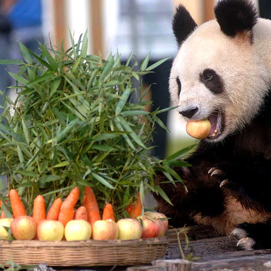 панда на банкете в зоопарке hefei
