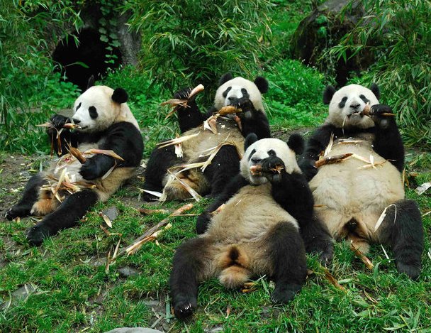 Pandas eat bamboo at China Giant Panda Protection and Research Centre in Wolong