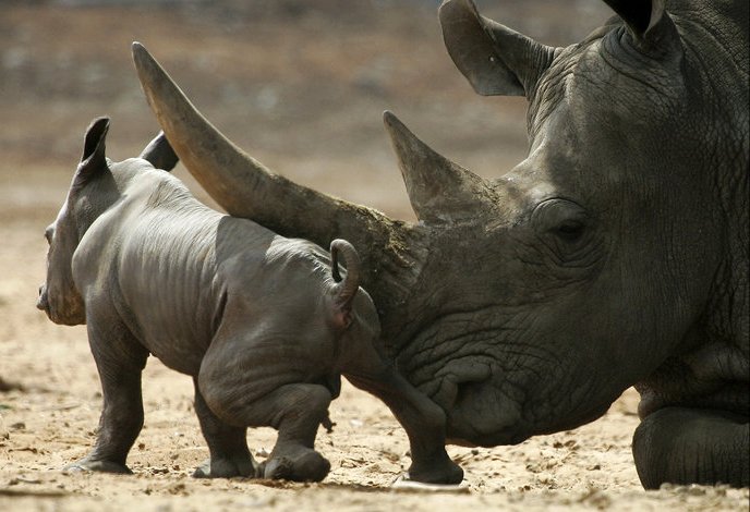 black rhinoceros at ramat gan safari in tel aviv