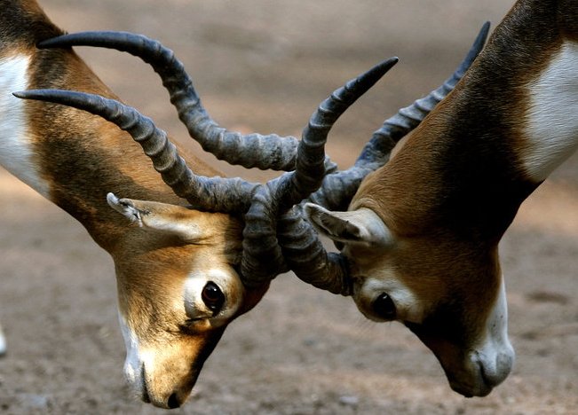антилопы гарны indian blackbucks