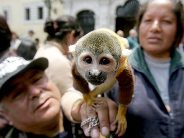 обезьянка мартин в день благославения животных в перу