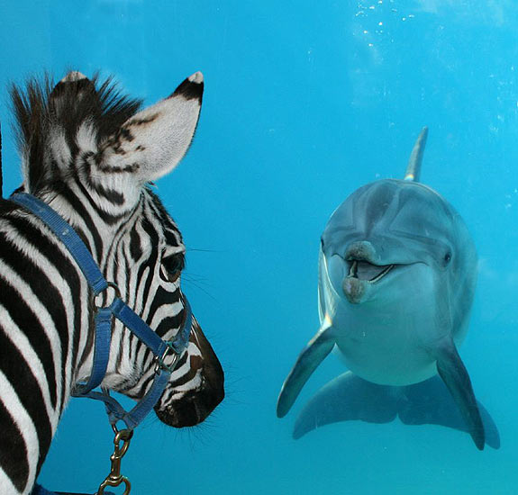 зебра и дельфин six flags discovery kingdom