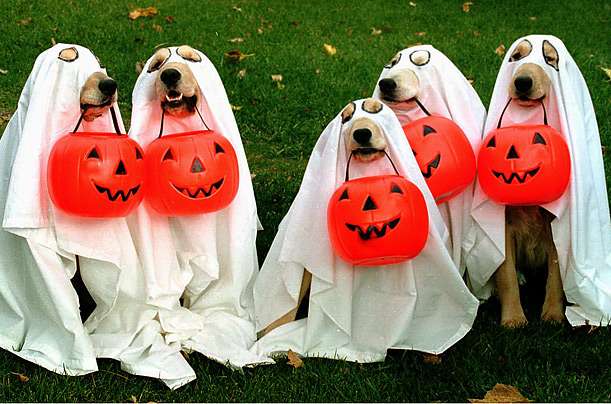 собаки переодетые в костюмы на праздник Хэллоуин - dogs get ready for Halloween night