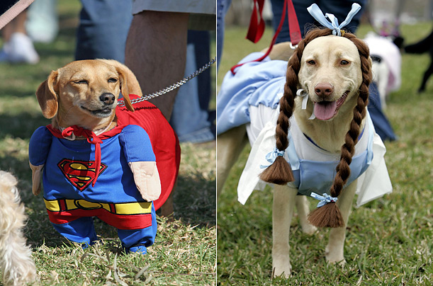 собаки переодетые в костюмы супермена и дороти на костюмированном хэллоуин параде для собак dogs dressed as superman and dorothy at a halloween costume parade and contest for dogs