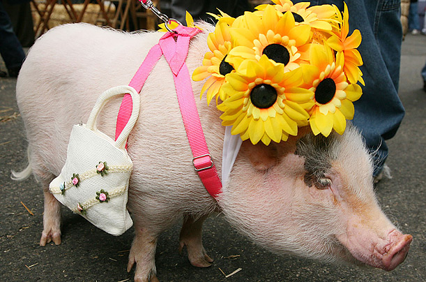 переодетый поросенок - mr piggy at 33rd annual Macy's Flower Show in New York City