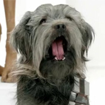The Bark Side - тизер рекламы от Volkswagen (Интернет-журнал ...