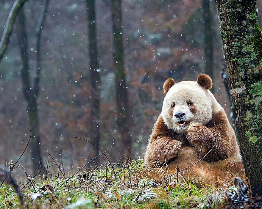 Кизай - единственная коричневая панда в мире