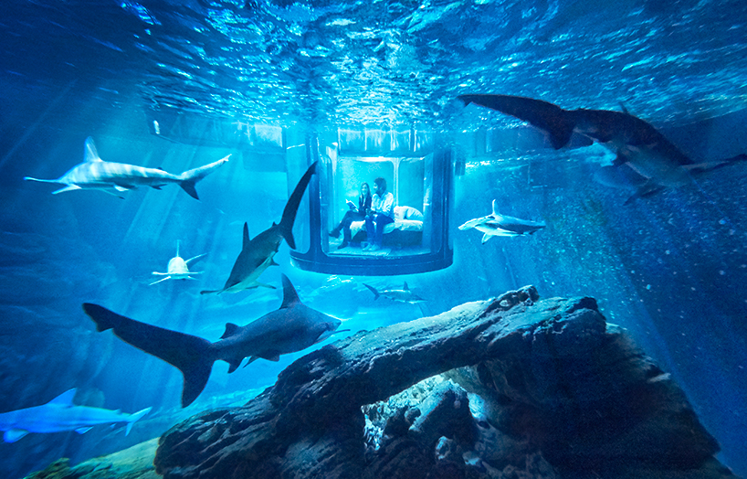 Вечер в номере с плавающими вокруг акулами