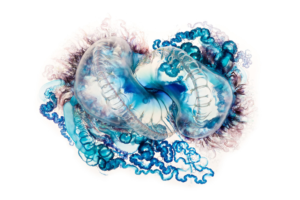 Колоритные фото медузы от Aaron Ansarov