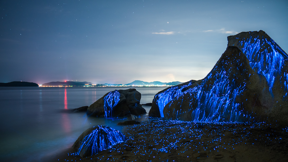 Светящиеся креветки на берегах Японии