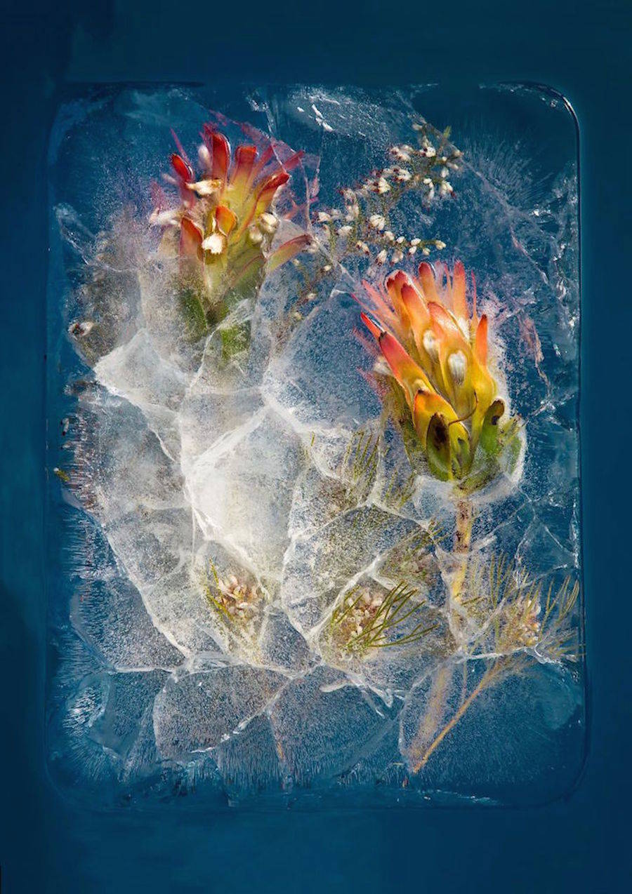 Цветы во льде в снимках Bruce Boyd