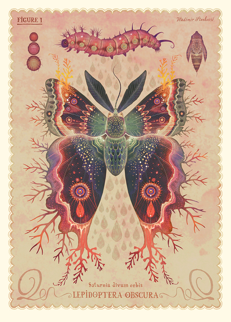 Экзотические бабочки в gif-иллюстрациях Vladimir Stankovic