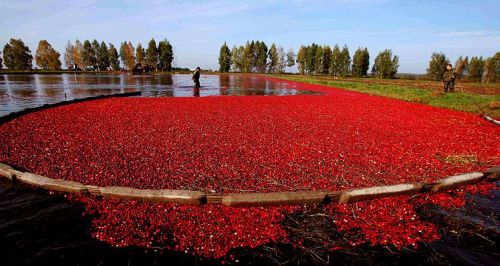 клюква растет на болоте беларусь cranberries grow in swamp belarus