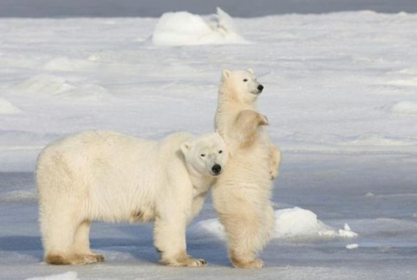 глобальное потепление может привести к исчезновению белых полярных медведей