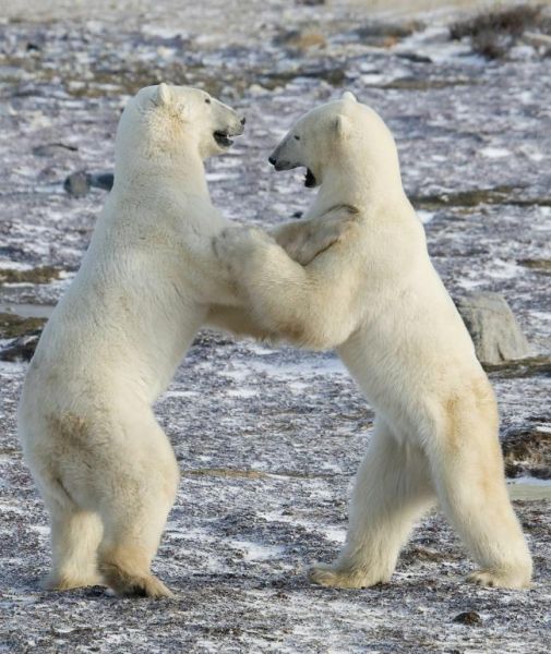 полярным белым медведям грозит исчезновение