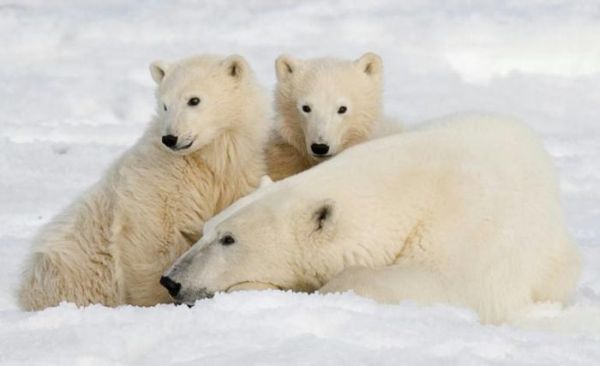 global warming causes polar bears extinction