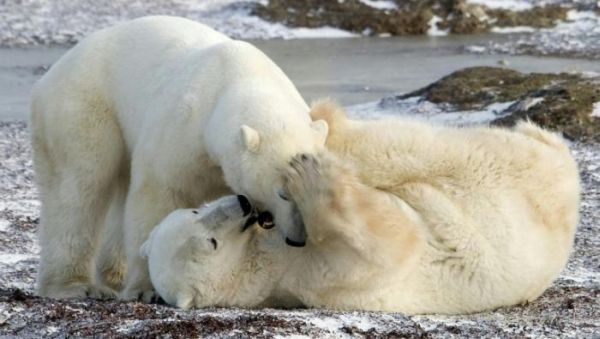 арктика семья белых медведей - полярная любовь