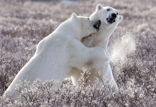 полярная любовь - миграция белых медведей в октябре и ноябре