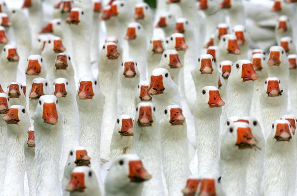 толпа гусей - geese crowd in kuhhorst