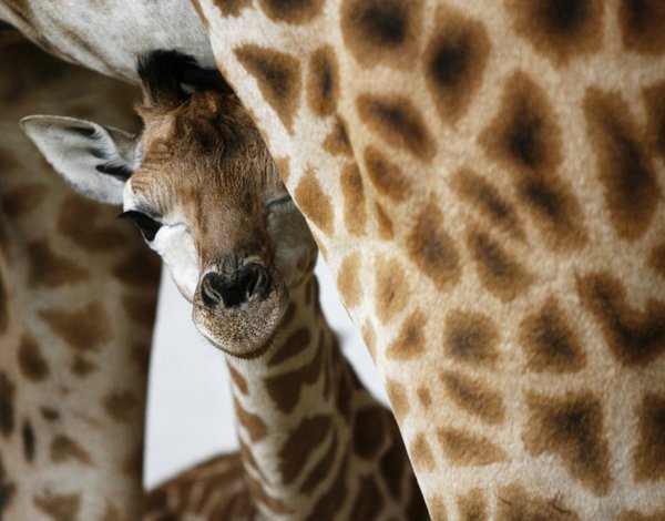 новорожденный жираф - newborn giraffe