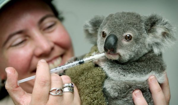 коала принимает лекарство - koala receives medicine  in lone pine koala sanctuary brisbane australia