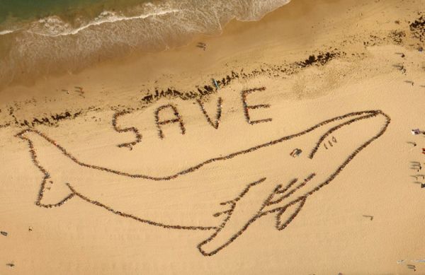 спасем китов активисты на пляже bondi beach в сиднее - save whales activists shape humpback whale