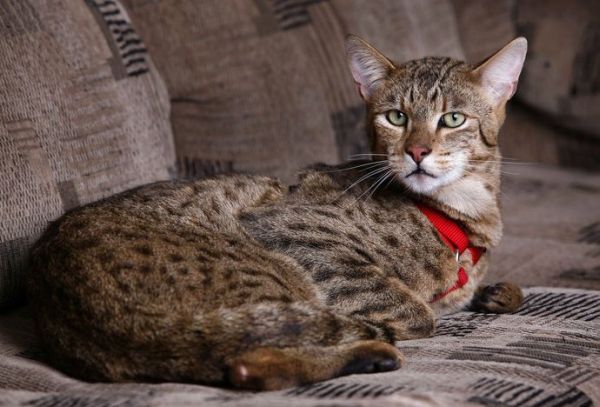 ашера кошка-леопард ashera