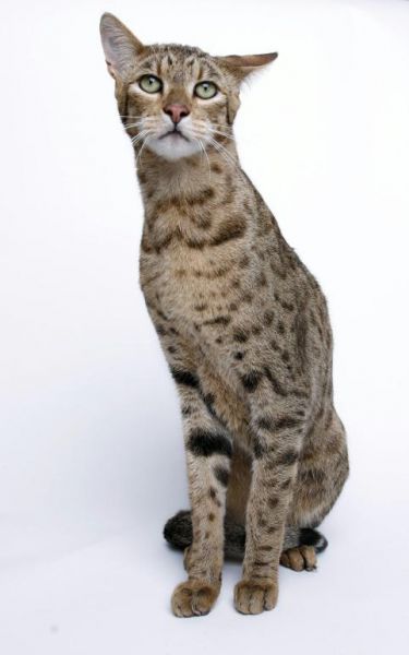 ashera cat and leopard new breed
