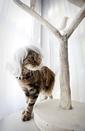 Kitty Wigs