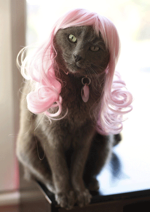 Kitty Wigs