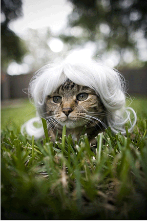 Kitty Wigs