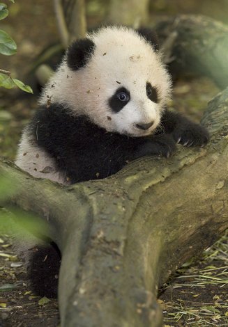 панда panda zhen zhen