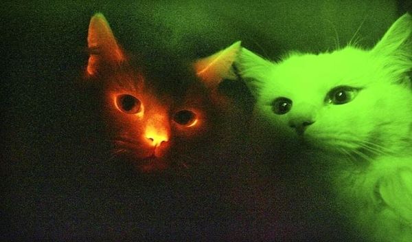 Южнокорейские генетики вывели светящихся в темноте кошек
