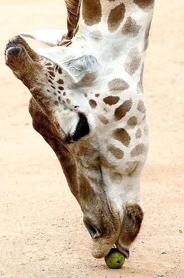 жираф в зоопарке таронга giraffe taronga zoo