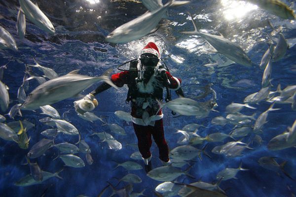 Санта-Клаус под водой, Шанхай, Китай