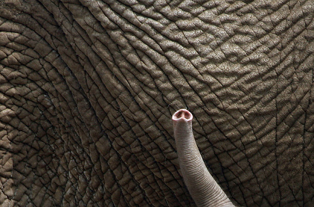 time_baby_elephant_trunk_show.jpg