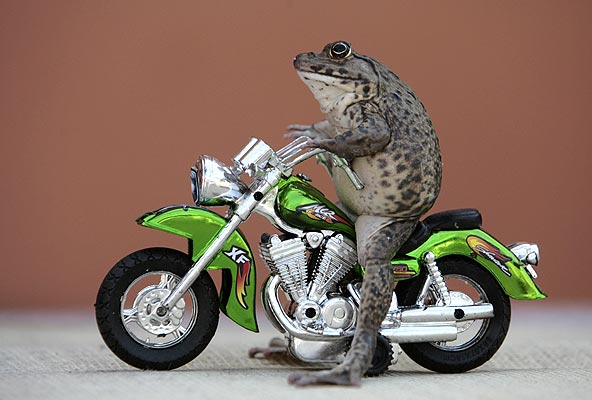 лягушка-мотоциклист из тайланда